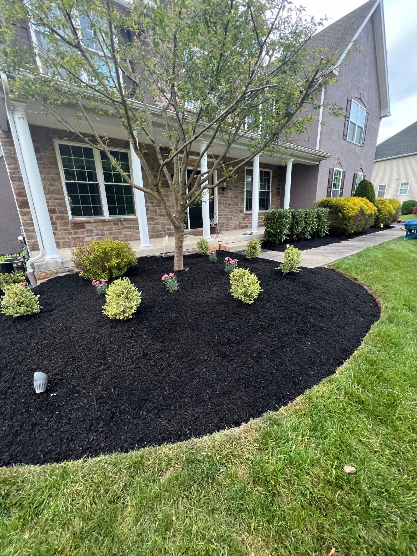 Fresh planting bed with black mulch and ornamental shrubs