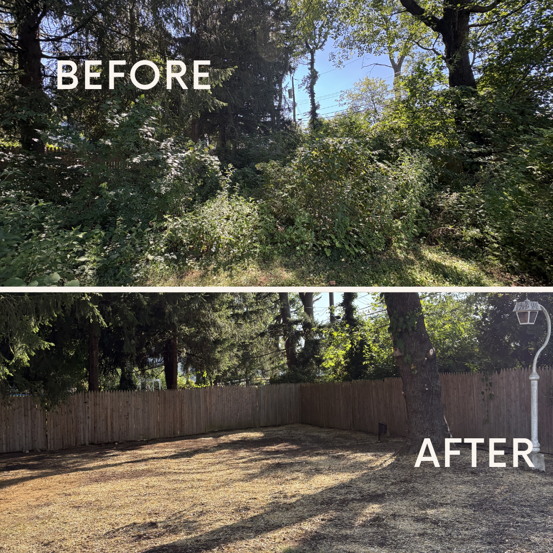 Before-and-after of skid steer land clearing — overgrown brush cleared to a level, open yard