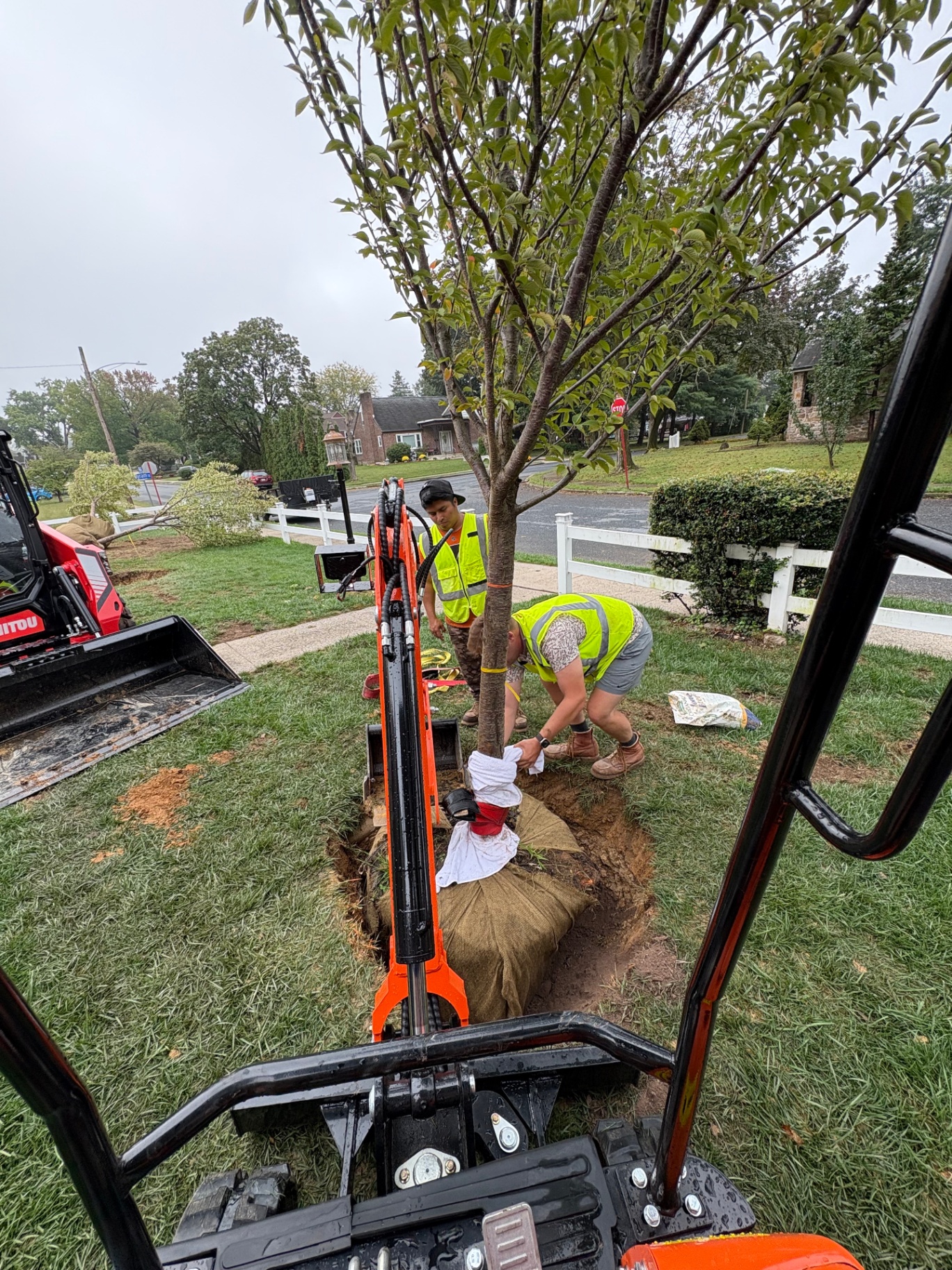 Larson Landscape crew planting a large balled-and-burlapped tree with a mini excavator