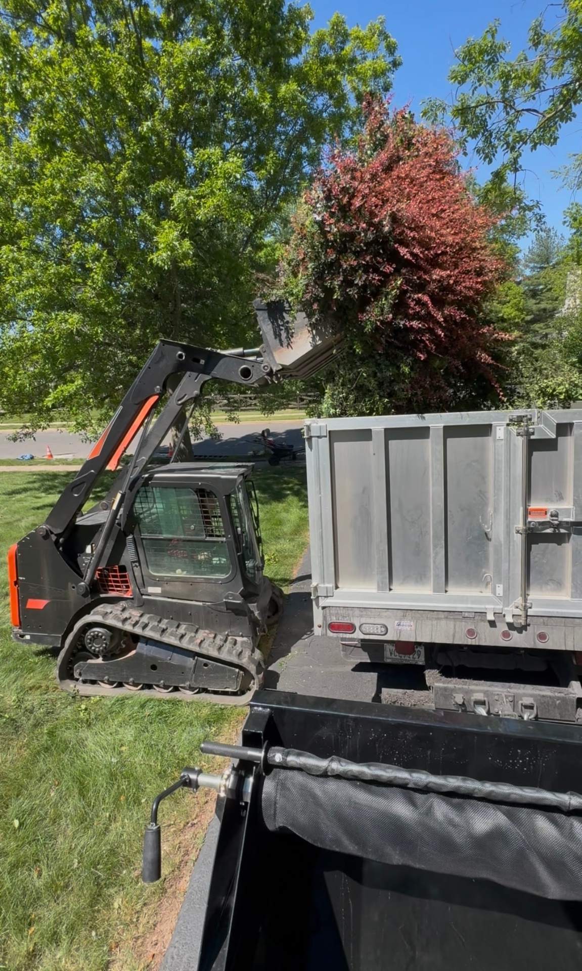 Skid steer loading a large shrub into a dump trailer during a landscape removal