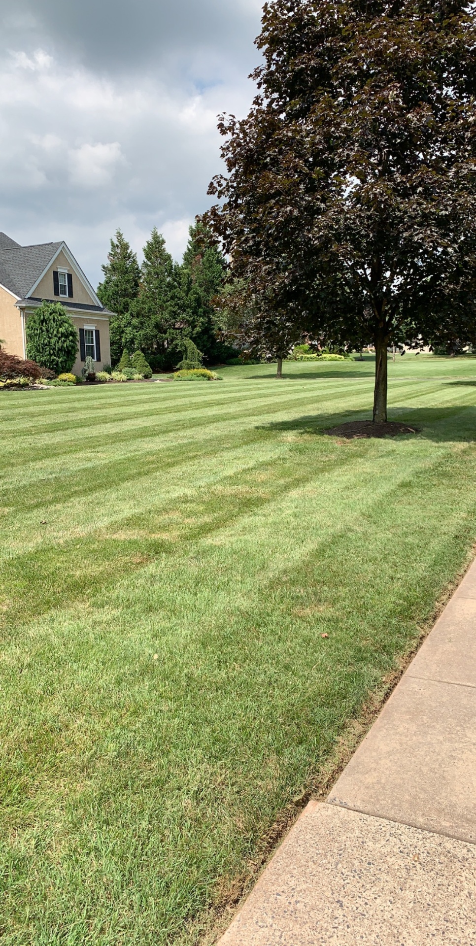 Freshly mowed residential lawn with clean mowing stripes